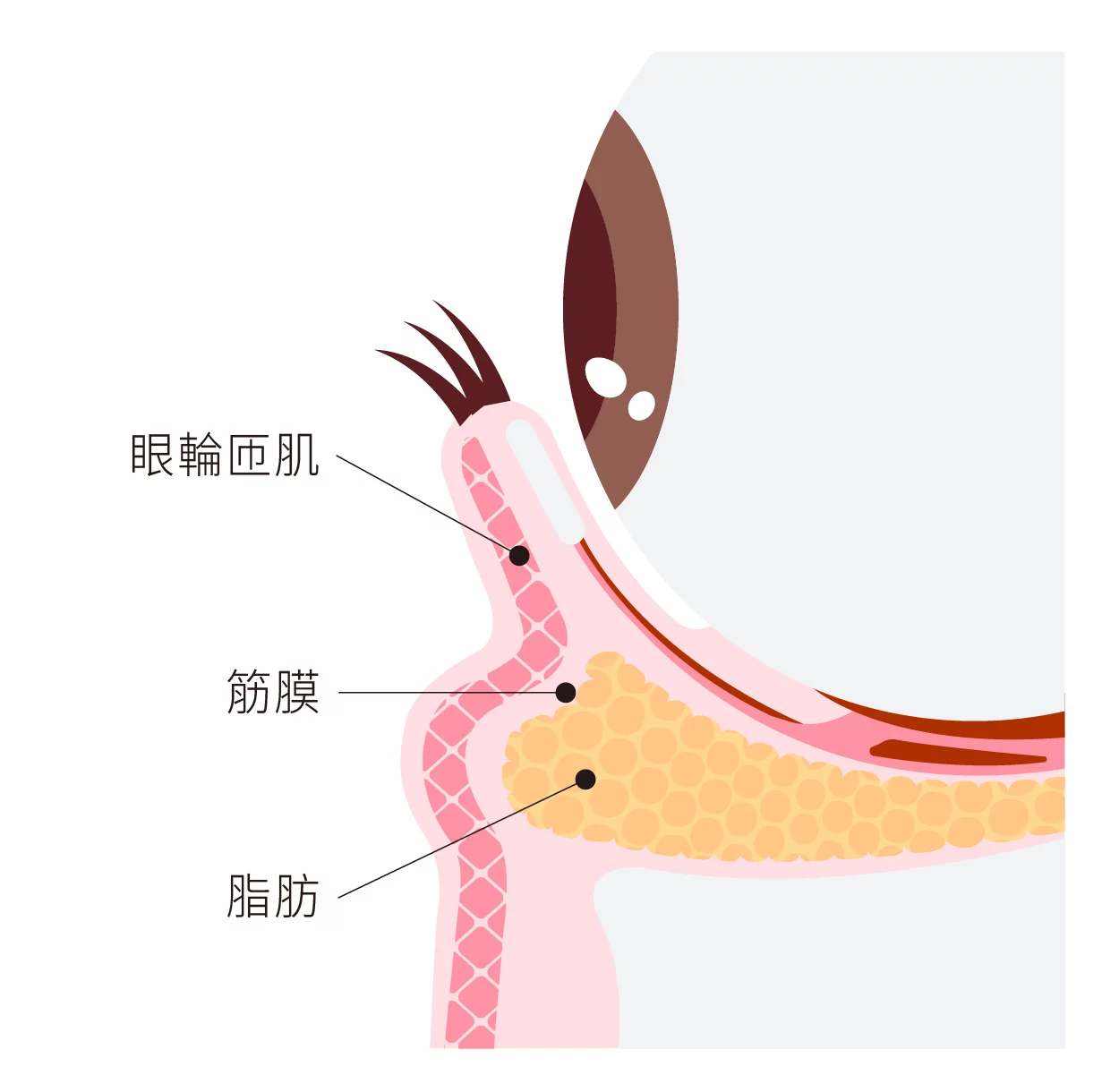 眼袋 眼袋構造