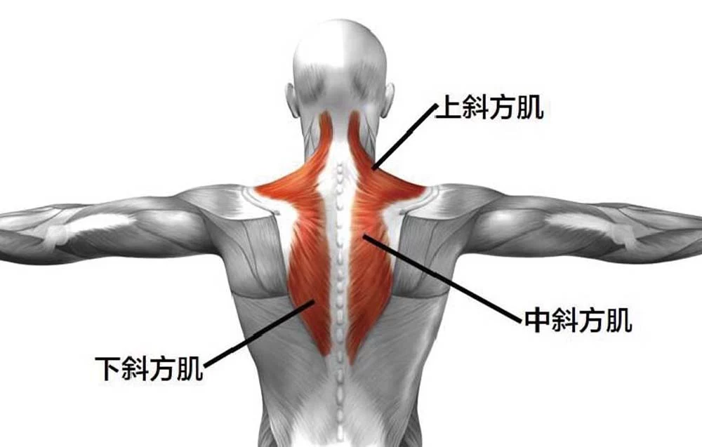 斜方肌 02
