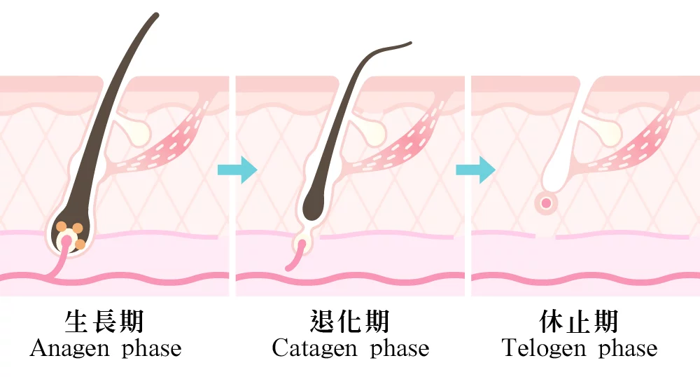 植髮 毛囊週期 