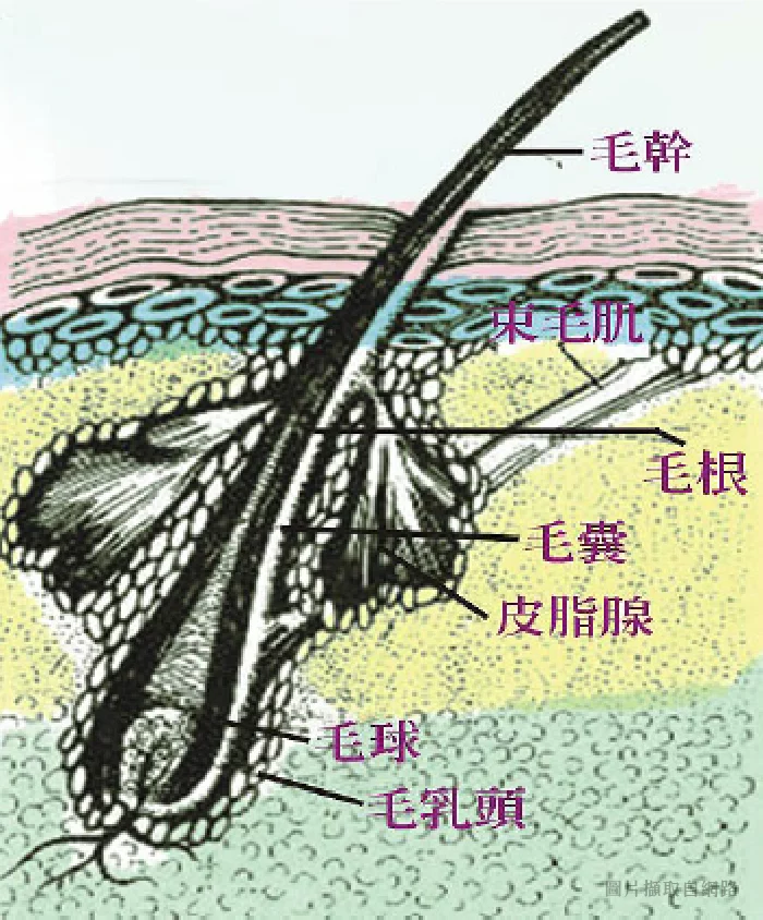 植髮 毛髮構造