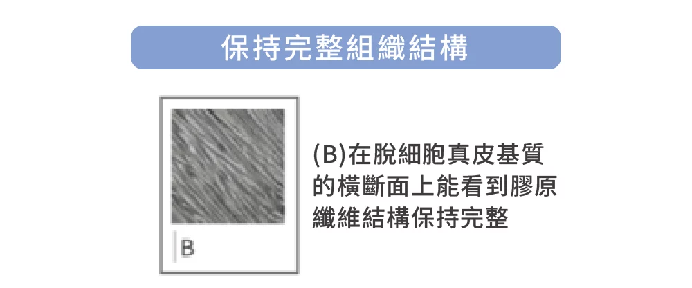 異體真皮粉 完整結構 02