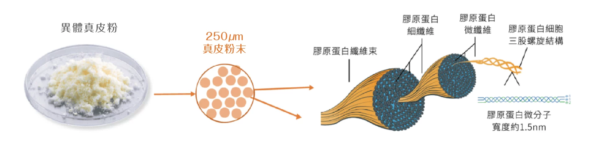 異體真皮粉 結構