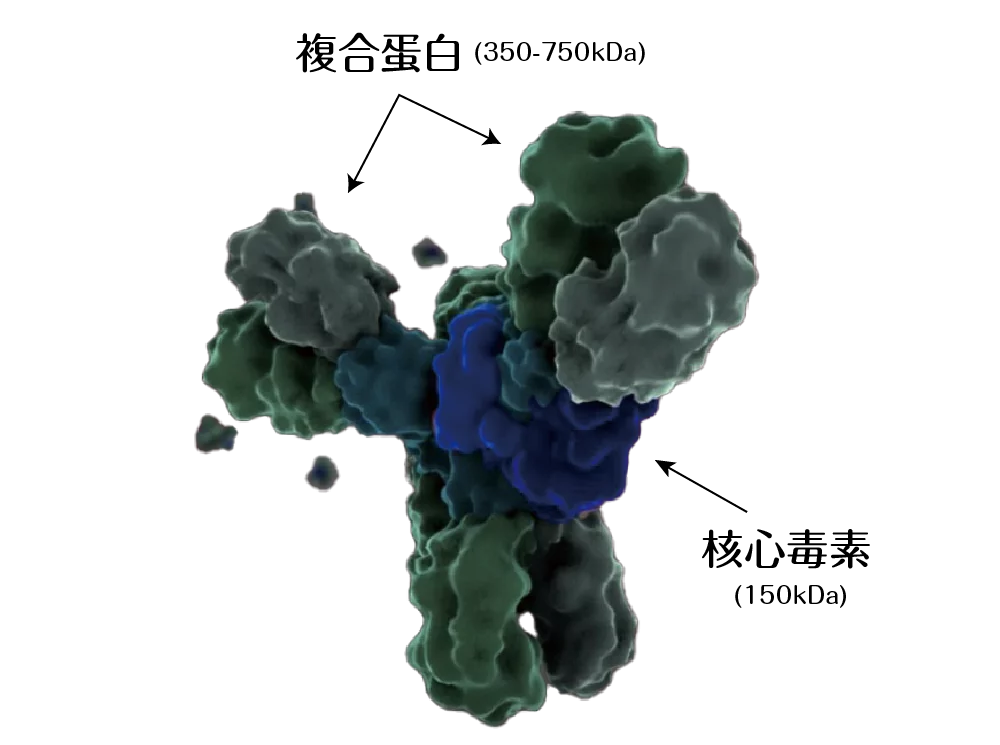 肉毒桿菌 核心毒素 